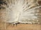 White peacock in zoo.