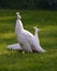 White peacocks