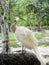 white peafowl