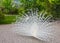 White peafowl with open tail