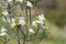 White pear blossom
