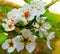 White Pear blossoms