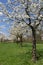 White pear blossoms