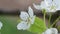 White pear blossoms in spring