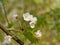 White pear blossoms on a twig