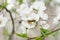 White pear flowers close-up and a bee in the spring garden. Selective focus. Spring flowering and pollination