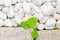 White pebble and newborn creeping oxalis leaf