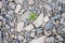 White pebbles of rock on the beach, a single green plant broke through the rocks. Symbol of perseverance and vitality.