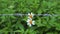 White pedal flowers contrast with barbed wire