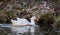 White Pekin Duck in pond in wildlife sanctuary in Ropme Georgia.