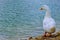White Pekin Duck standing by the lake