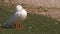 White Pekin duck stands by the waterside