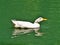 White Pekin Duck Swimming in Lake