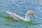 White Pekin Duck swimming in a lake