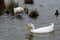 White pekin duck swimming on an overcast grey day