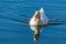 White pekin duck swimming on a still clear pond with reflection in the water