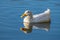 White pekin duck swimming on a still clear pond with reflection in the water