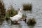 White pekin ducking quacking on a grey overcast day