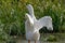 White pekin ducks also known as Aylesbury or Long Island ducks flapping and spreading wings