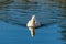 White pekin ducks dribbling water on a still calm lake with reflection