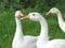 White pekin ducks falls in love