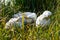 White pekin ducks preening feathers in long grass