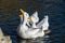 White pekin ducks reaching up out of the water