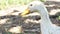 White Peking Duck stay resting in their habitat - head shot
