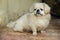 White Pekingese