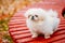 White Pekingese Pekinese Peke Whelp Puppy Dog