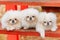 White Pekingese Pekinese Peke Whelp Puppy Dog