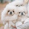 White Pekingese Pekinese Peke Whelp Puppy Dog