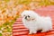 White Pekingese Pekinese Peke Whelp Puppy Dog