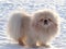 White Pekingese on white snow