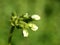 White pelargonium