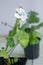 White pelargonium flower, geranium, known as storksbills, home plant