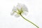 White Pelargonium geranium flower on a white background close-up