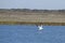 White Pelican in Aransas Pass