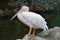 White pelican bird with an eormous orange bill