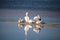 White pelican bird Pelecanus erythrorhynchos in a marsh