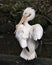 White Pelican bird stock photos. Portrait. Picture. Image. Close-up profile view. Fluffy feathers plumage