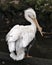 White Pelican bird stock photos. Portrait. Picture. Image. Close-up profile view. Fluffy feathers plumage