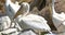 White Pelican Birds