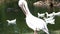 White Pelican in the Bright Lake