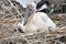 White pelican chick