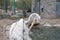 White Pelican cleans feathers