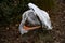 A white pelican cleans its wings in the shade of trees among dry foliage