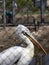 White pelican , close up