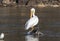A white pelican and a cormorant perched on a small rock in the center of the yacking river in Davison County NC,