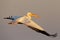 White pelican flight toward sunrise